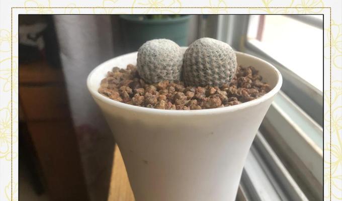 沙漠水桶仙人球的养殖难度如何？有哪些养殖技巧？