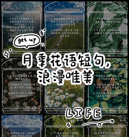 月季甜梦的花语有何特别之处？