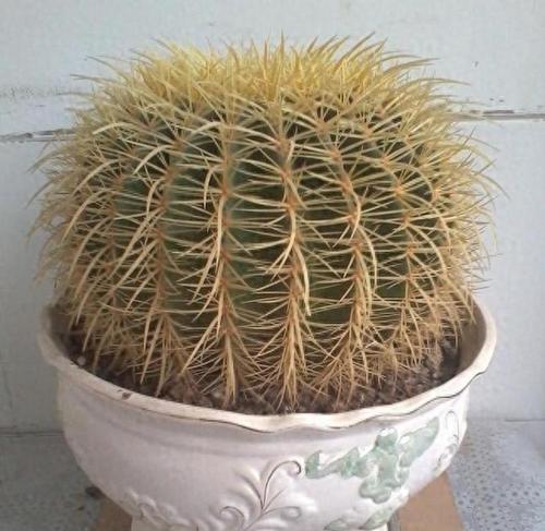 金虎仙人球适合哪种花盆？选择花盆时应注意什么？