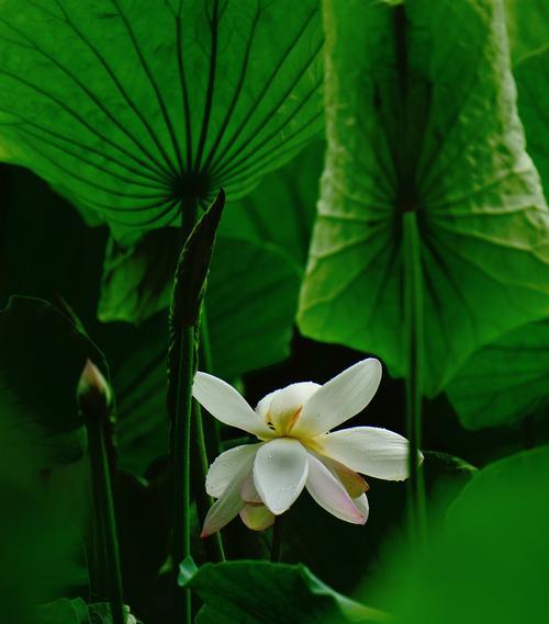 水出芙蓉象征着什么？