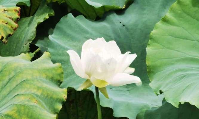 水出芙蓉象征着什么？