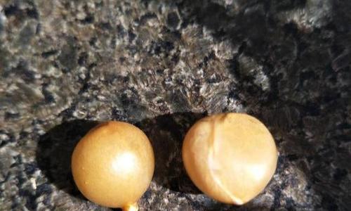 虎纹君子兰种子种植步骤是什么？