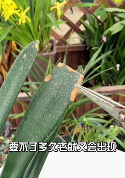 君子兰根部发黄是什么原因？如何解决？