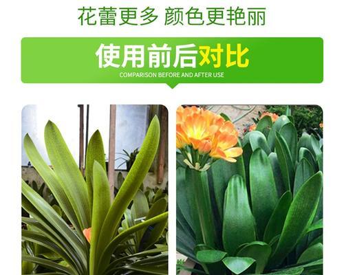 君子兰根部发黄是什么原因？如何解决？