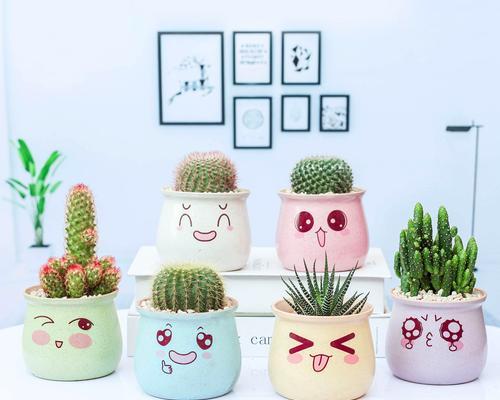 仙人球盆栽植物怎么养？有哪些注意事项？