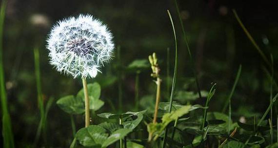 蒲公英飘落象征什么？花语中隐藏了哪些信息？