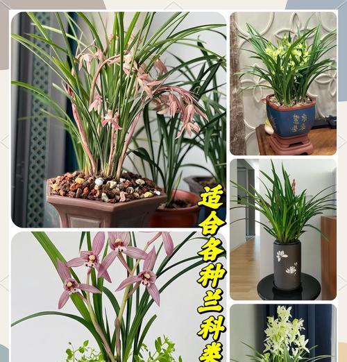 君子兰可以用大鱼缸种植吗？