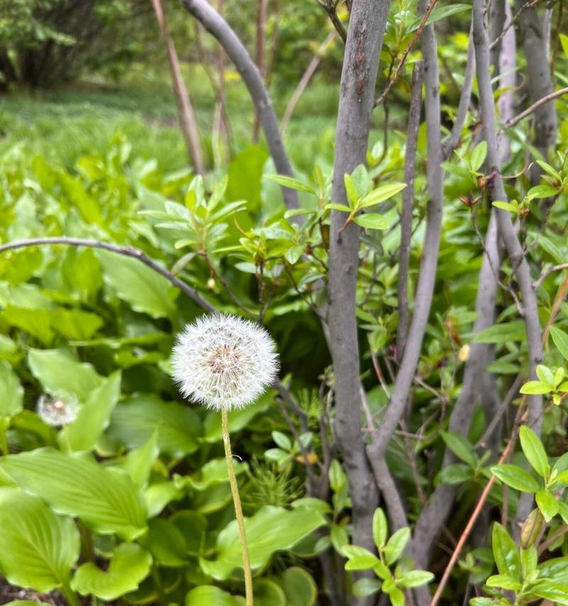 蒲公英飘落象征什么？花语中隐藏了哪些信息？