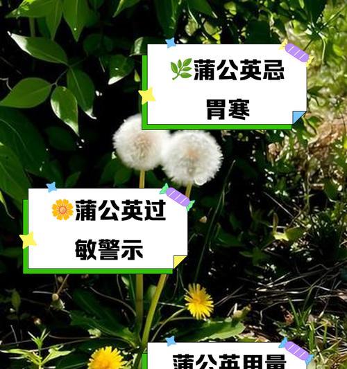 蒲公英飘落象征什么？花语中隐藏了哪些信息？