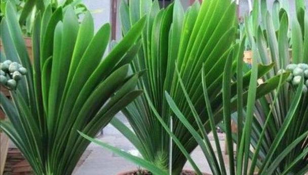 君子兰可以用大鱼缸种植吗？