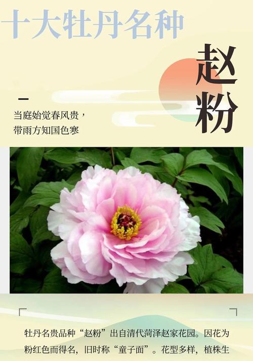 四季牡丹花的养护秘诀是什么？怎样确保四季都能良好生长？