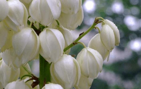 小甜菊的花语有何特别之处？它的寓意是什么？