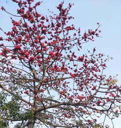 小甜菊的花语有何特别之处？它的寓意是什么？