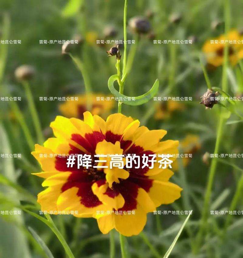 糖果菊的花语代表了什么？