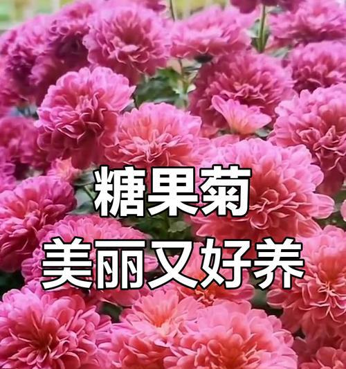 糖果菊的花语代表了什么？