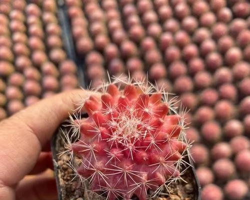 盆栽仙人掌开红色花是为什么？如何处理？