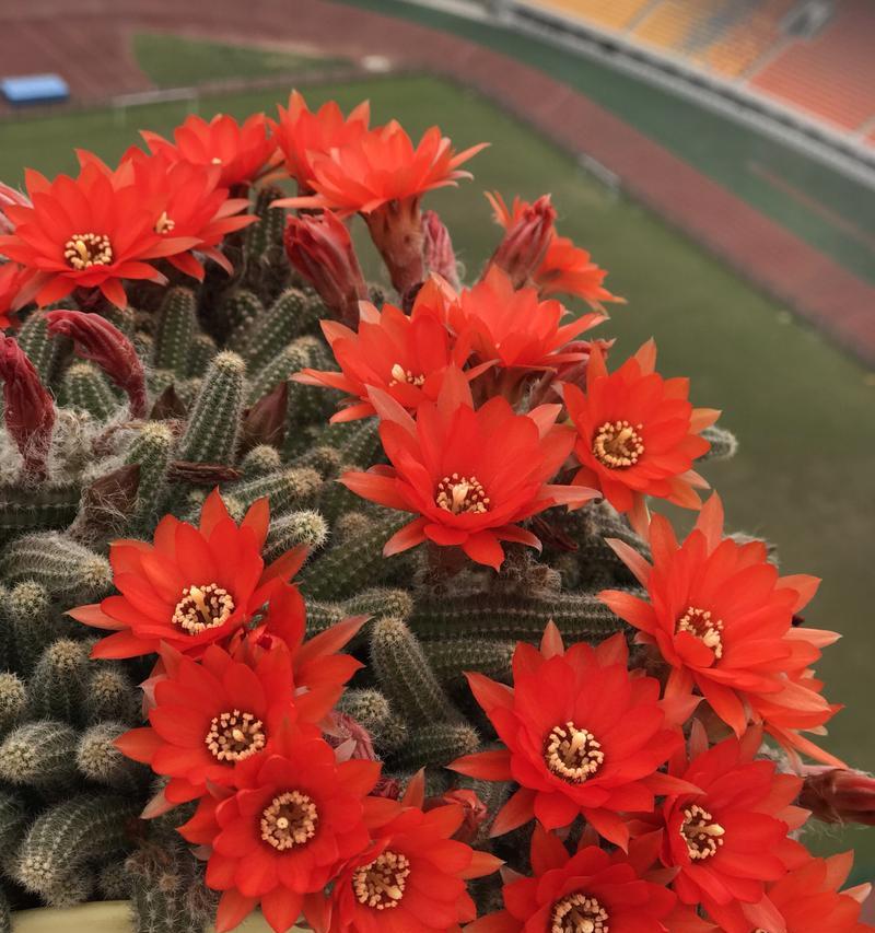 盆栽仙人掌开红色花是为什么？如何处理？