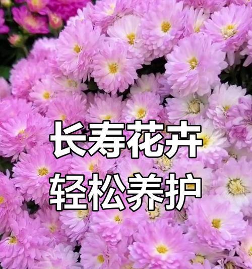 糖果菊的花语代表了什么？