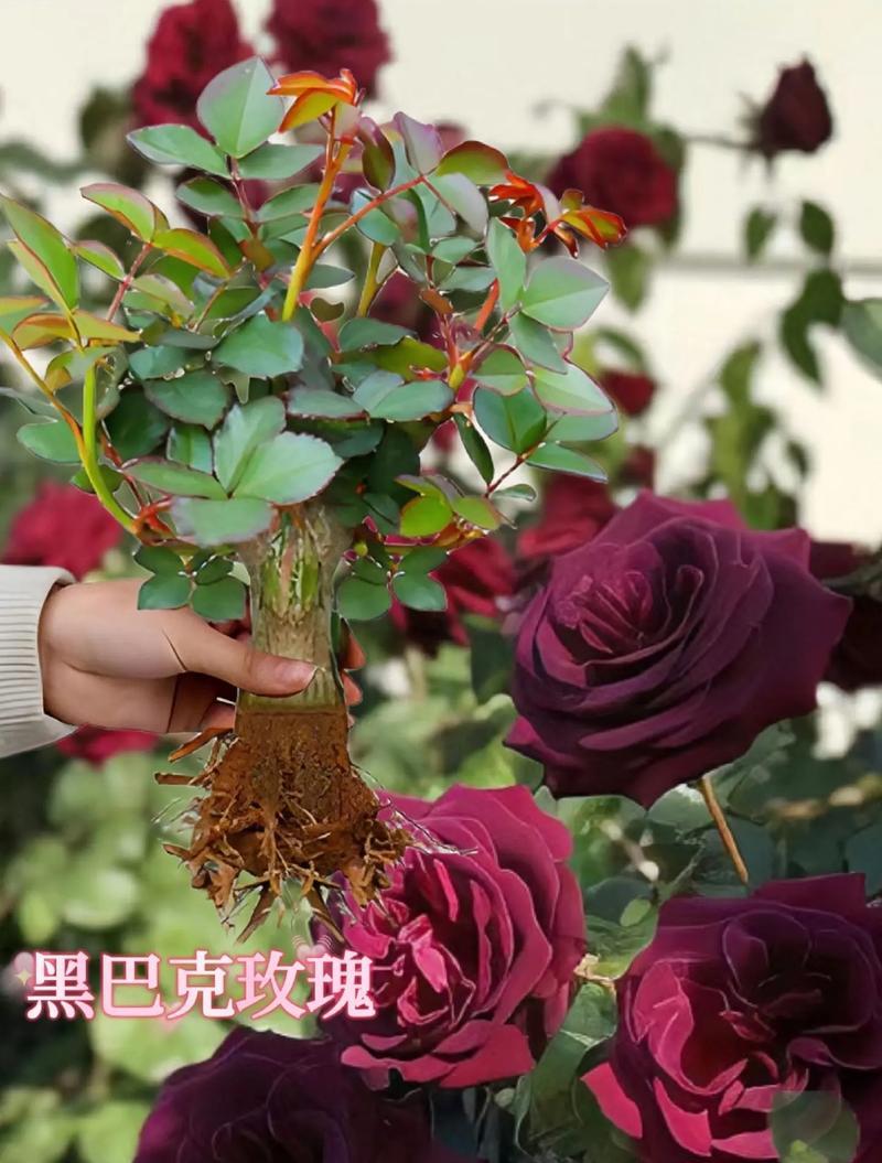 金属玫瑰花的花语是什么？它象征着什么？