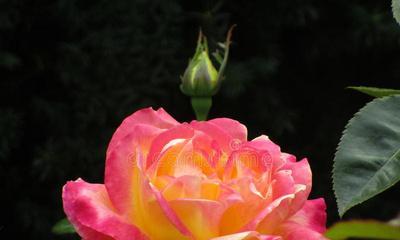 玫瑰花花茎大小分类的种类有多少？