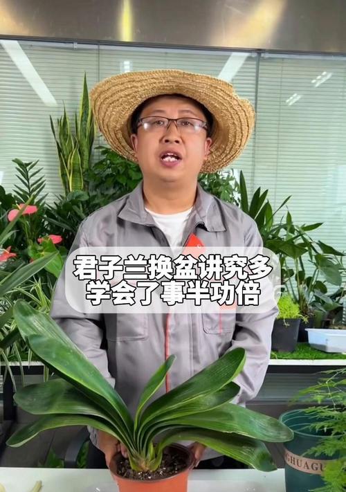 君子兰频繁换盆好吗？如何正确养护？