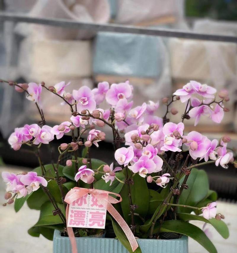 整束蝴蝶兰代表的花语是什么？