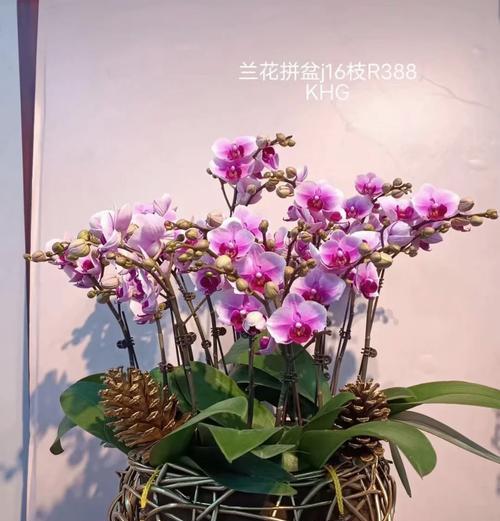 整束蝴蝶兰代表的花语是什么？