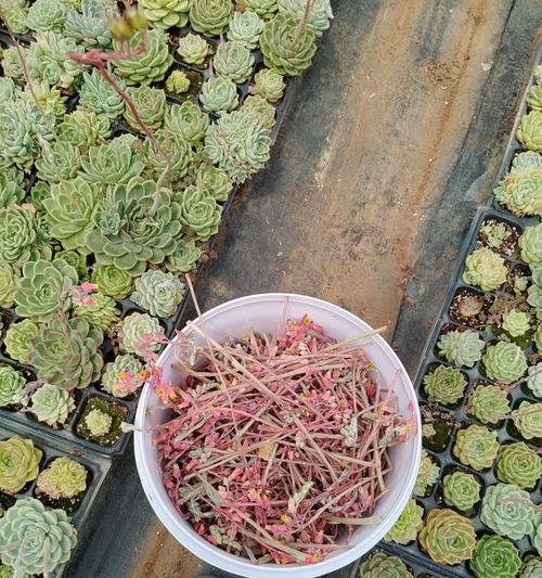 仙人球开花授粉时如何正确选择母本和父本？