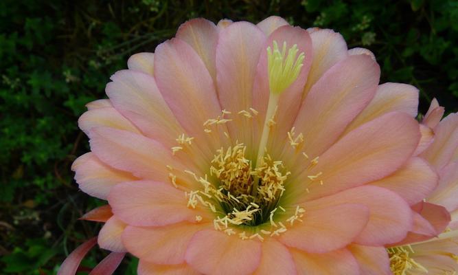 仙人球开花授粉时如何正确选择母本和父本？
