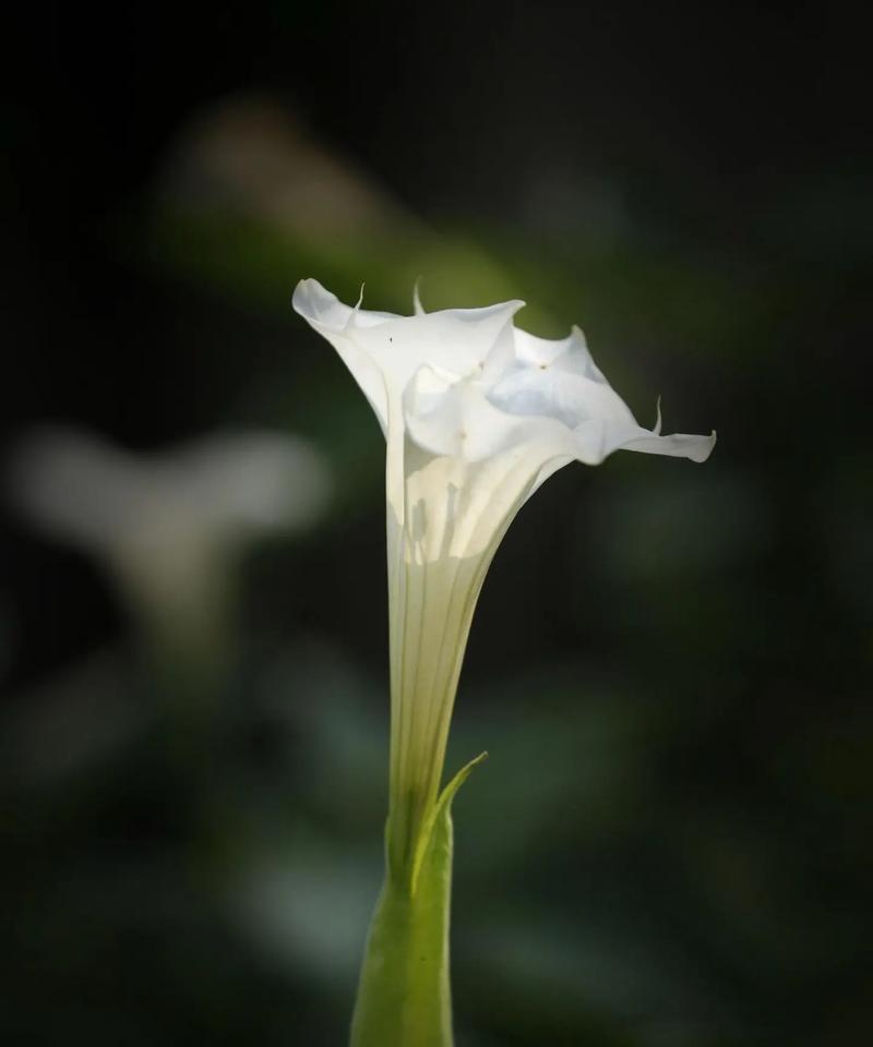 曼陀罗花在佛教中的花语是什么？