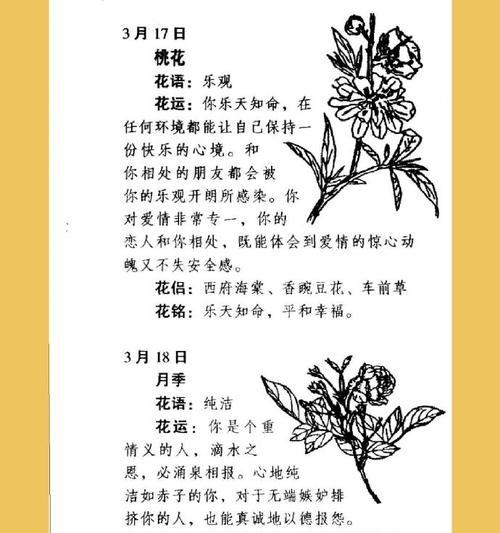 “一眼有你”的花语是什么？表达怎样的情感？