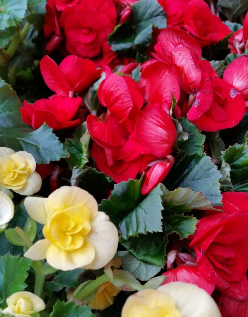 红色海棠花盆栽的花语代表什么？