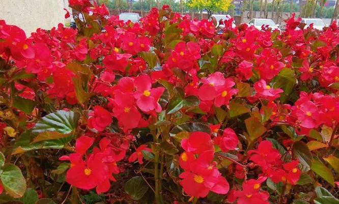 红色海棠花盆栽的花语代表什么？