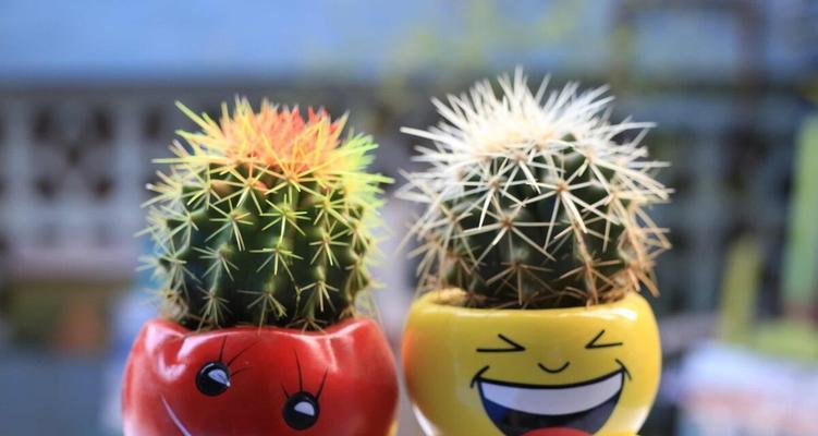 精灵仙人球的养殖技巧是什么？如何保持活力？