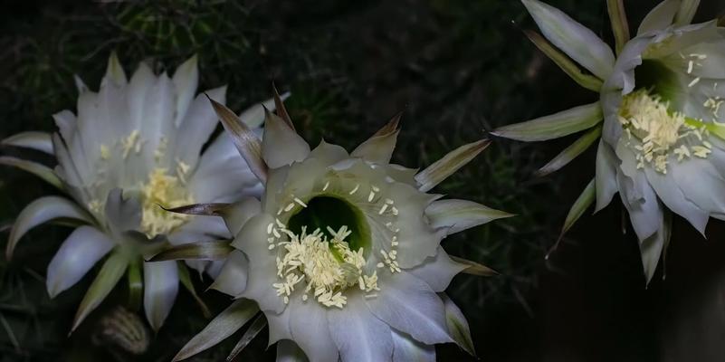 仙人球开花延迟了怎么办？如何促进开花？