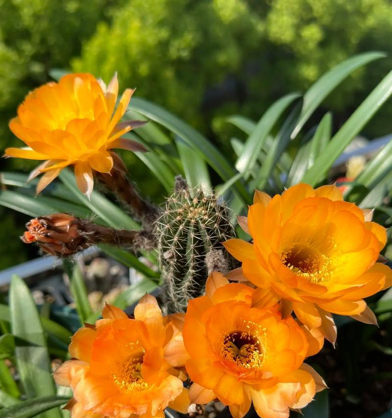 仙人球开花延迟了怎么办？如何促进开花？