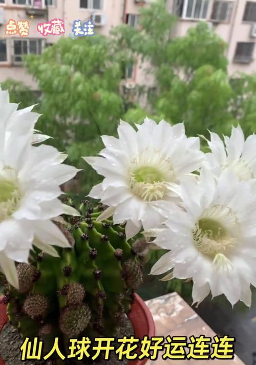 仙人球开花延迟了怎么办？如何促进开花？