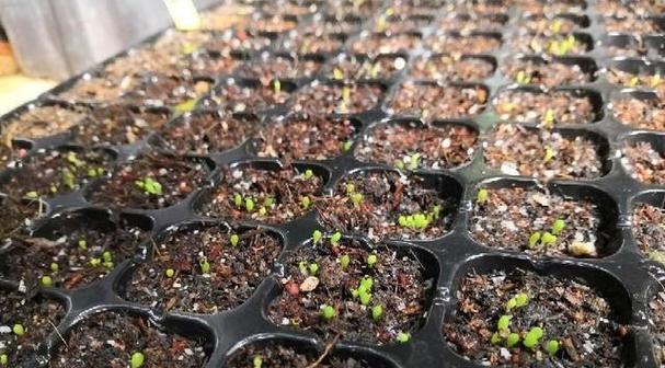 种裸根仙人球如何正确养护？养殖过程中需要注意什么？