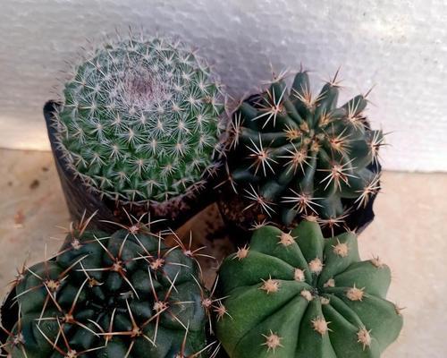 种裸根仙人球如何正确养护？养殖过程中需要注意什么？
