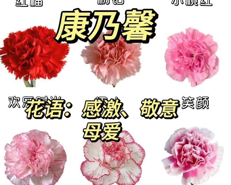 送给妈妈的花应该选择哪种花语？