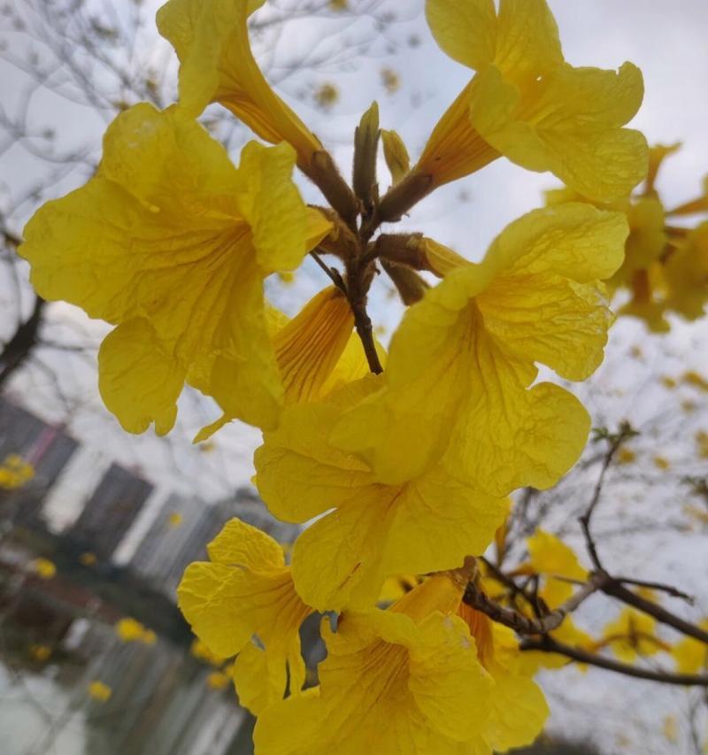 黄色花的花语是什么？它代表了哪些寓意？