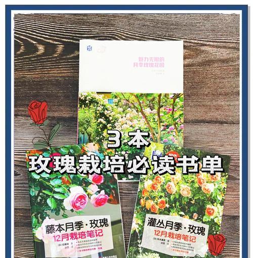 新秀丽玫瑰花的养护技巧有哪些？