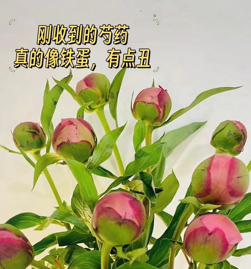 芍药的花语与开花时间有何关联？