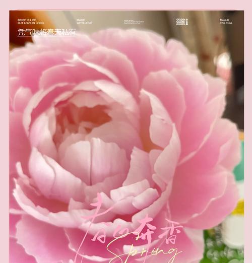 芍药的花语与开花时间有何关联？