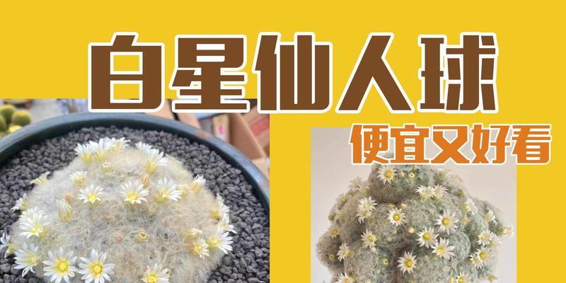 外粉内白色仙人球的品种有哪些？