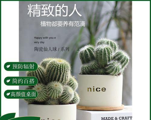 盆景仙人掌的正确养护方法？