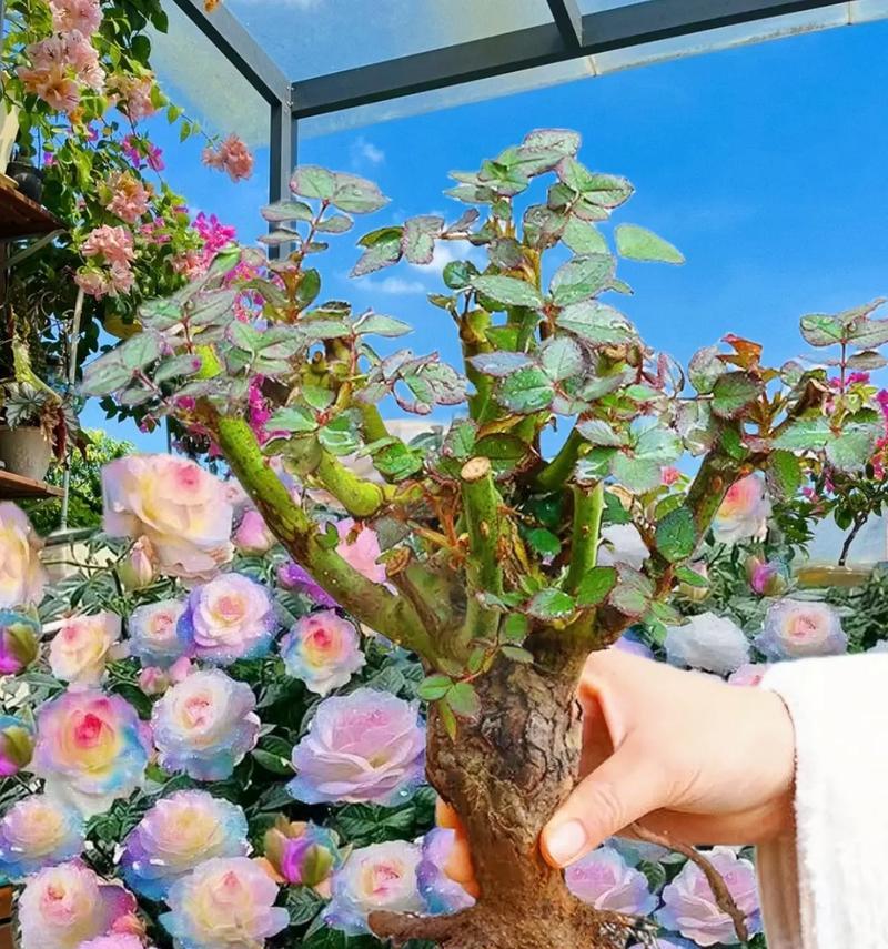 变多支玫瑰花怎么养？如何保持花朵新鲜持久？