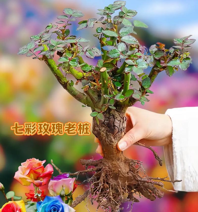 变多支玫瑰花怎么养？如何保持花朵新鲜持久？