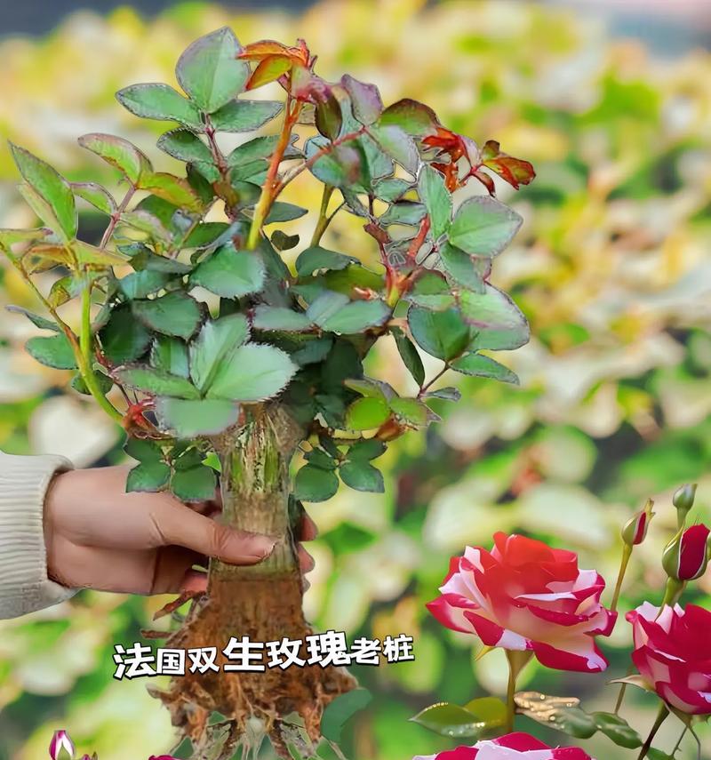 变多支玫瑰花怎么养？如何保持花朵新鲜持久？