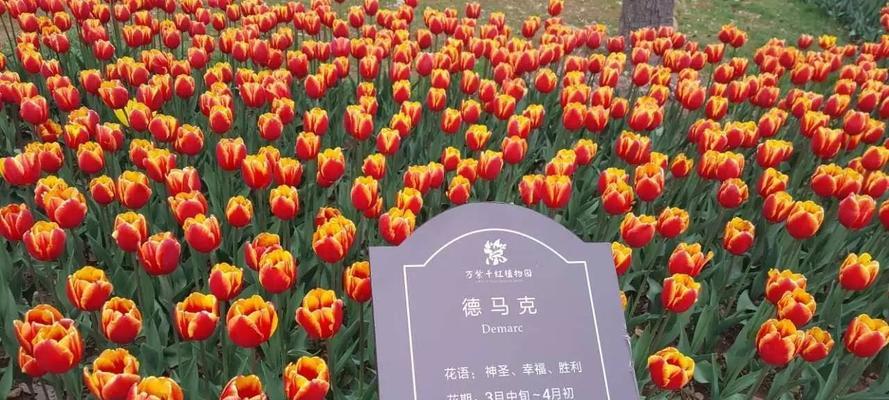 时间花语象征哪种动物？有何含义？